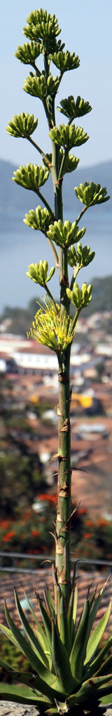 agave corazon